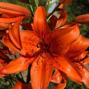 Meet your Posher, Lily